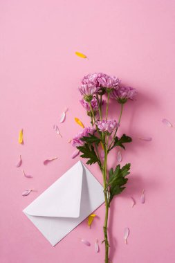 Mor kasımpatı ve taç yaprakları.