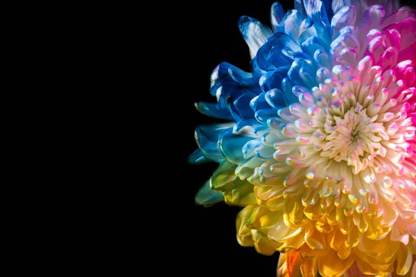 Fiore colorato — Foto Stock