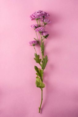 Pembe arka planda mor kasımpatı ve taç yaprakları.