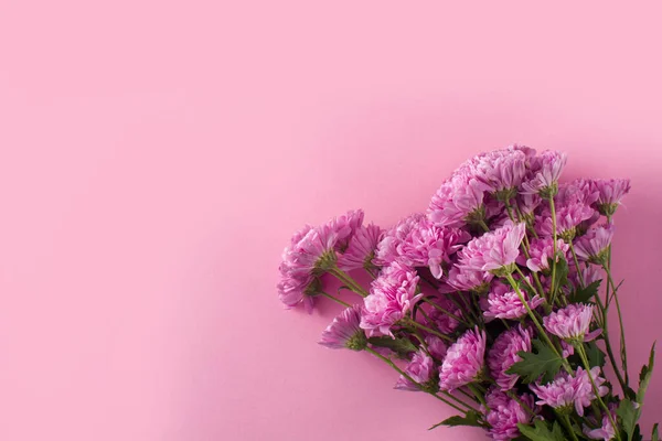 Paarse Chrysant Bloemblaadjes Roze Achtergrond Bovenaanzicht Kopieerruimte — Stockfoto