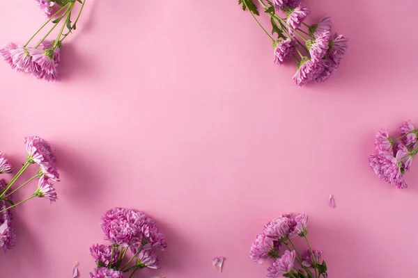 Фиолетовый Хризантем Лепестки Розовом Фоне Вид Сверху Копирование Пространства — стоковое фото