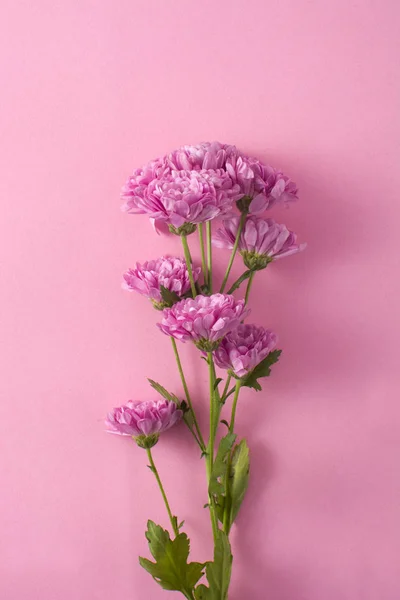 Paarse Chrysant Bloemblaadjes Roze Achtergrond — Stockfoto