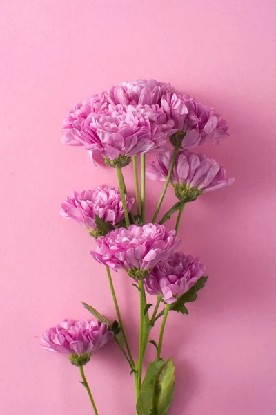 Paarse Chrysant Bloemblaadjes Roze Achtergrond — Stockfoto