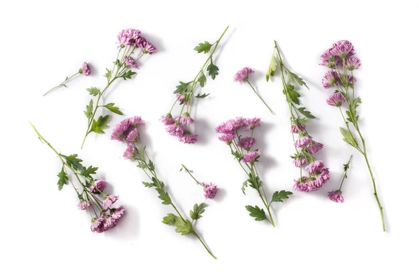 Violet Chrysant Bloemen Boeket Geïsoleerd Witte Achtergrond — Stockfoto