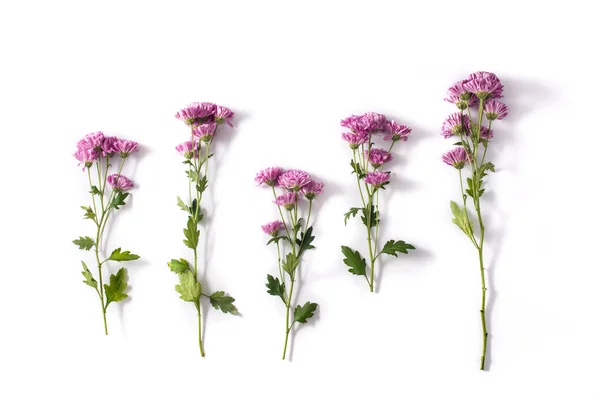 Violet Chrysant Bloemen Boeket Geïsoleerd Witte Achtergrond — Stockfoto