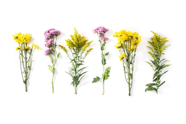 Verschillende Kleurrijke Bloemen Samenstelling Geïsoleerd Witte Achtergrond Bovenaanzicht Vlakke Plaat — Stockfoto