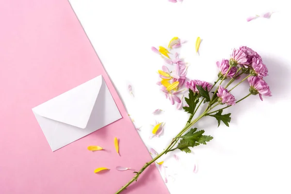 Фиолетовый Хризантем Лепестками Бумажным Конвертом Розовом Белом Фоне — стоковое фото