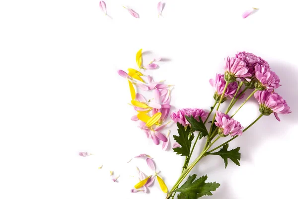白を基調とした紫色の菊と花弁 スペースのコピー — ストック写真