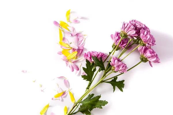 Paarse Chrysant Bloemblaadjes Geïsoleerd Witte Achtergrond — Stockfoto