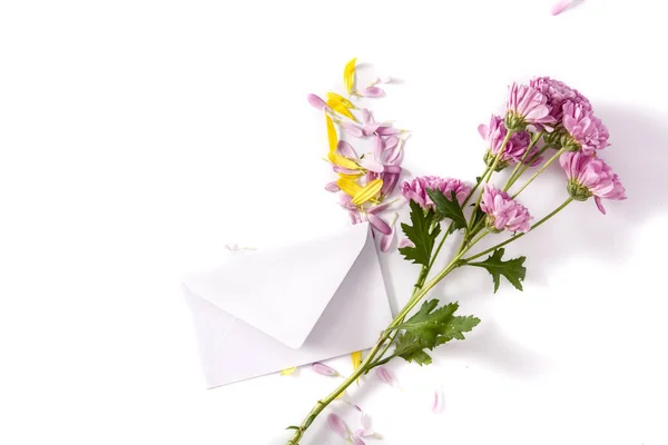 Фиолетовый Хризантема Лепестками Бумажной Оболочкой Изолированы Белом Фоне — стоковое фото