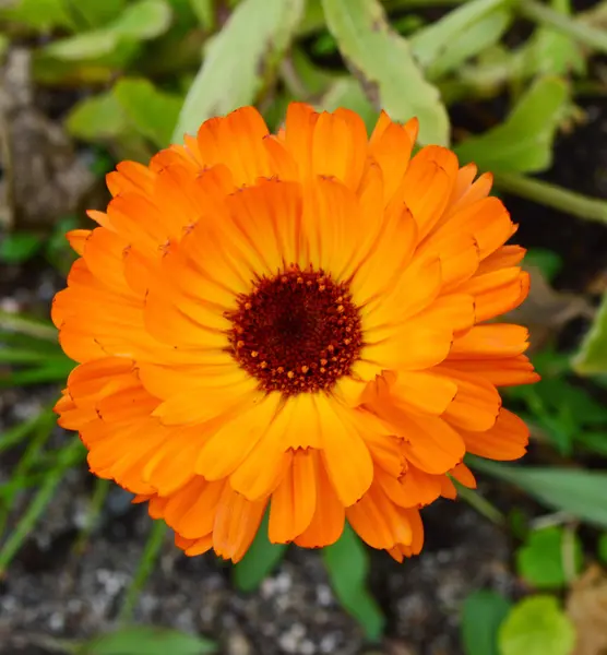 Calendula ou souci . — Photo