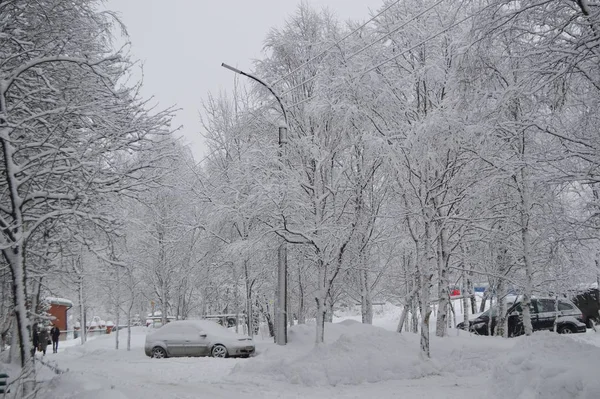 Polar Day Snowfall — 스톡 사진
