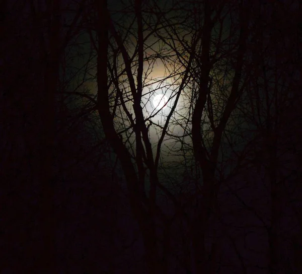 Maan Licht Trillen Boom Btanch Stockfoto