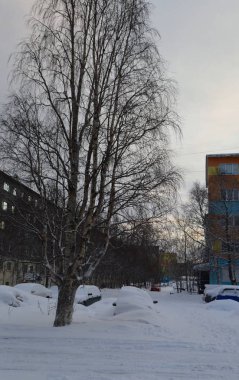 Ağaçlı kış manzarası