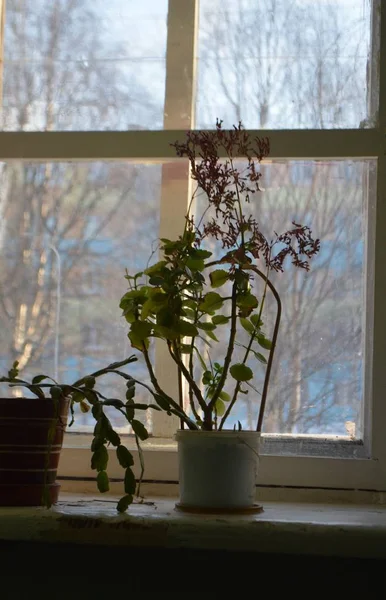 Flowers Window — Stock Photo, Image