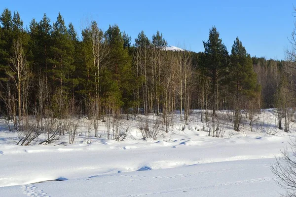 Frozen Bed Niva Riva March 2020 — Stock Photo, Image