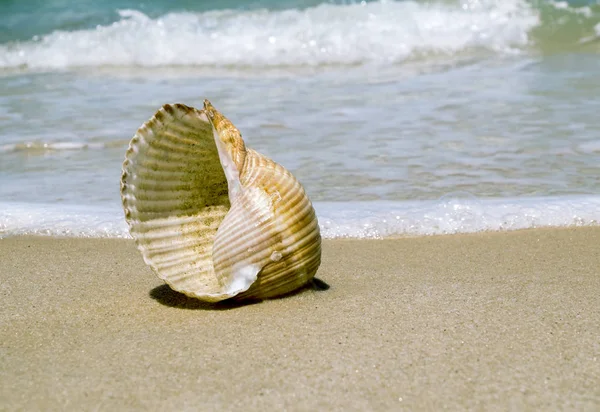 Sea shell på en bakgrund av surf på en tropisk strand — Stockfoto