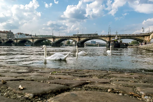 Cisnes en el río Moldava en el fondo del híbrido Palatsky — Foto de Stock