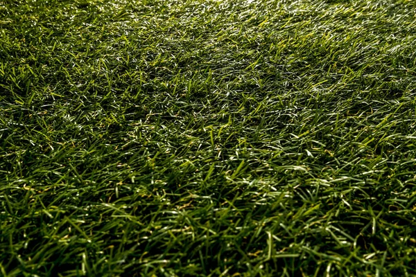 Achtergrond in de vorm van gras op het gazon — Stockfoto