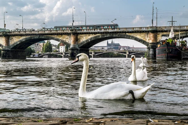 Cisnes en el río Moldava en el fondo del híbrido Palatsky — Foto de Stock