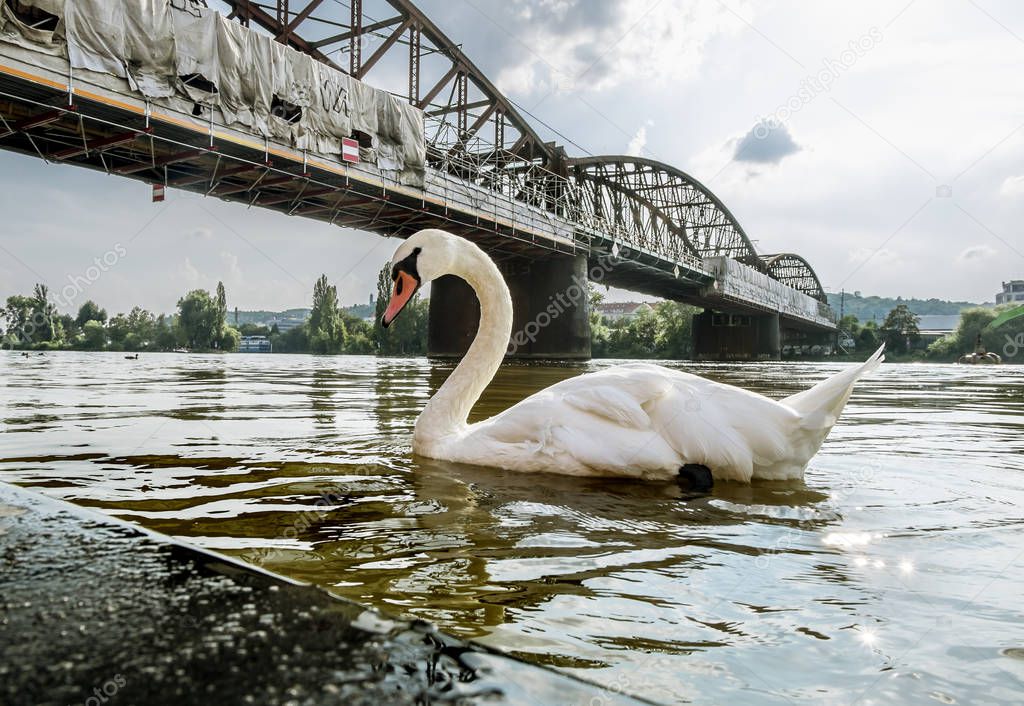 Swans on the Vltava river on the background of the Railway bridg
