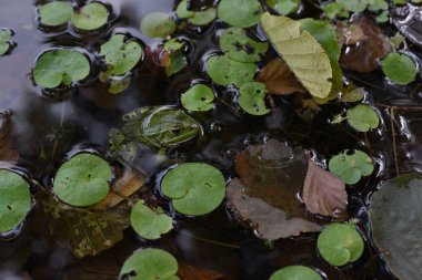 Doğa yaz nehri. Güneşli bir yaz gününde nehir kenarında güzel bir doğa. Nehirde bir kurbağa. Yeşil kurbağa