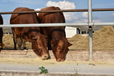 Çiftlikteki limuzin boğaları. Limuzin boğaları çiftlikte vakit geçirir. Boğalar yer ve ağılda durur..