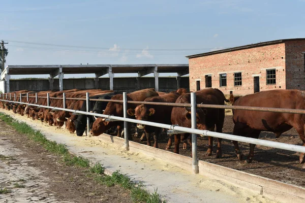 Limousine bulls on a farm. Limousine bulls spend time on the farm. Bulls eat and stand in the pen.