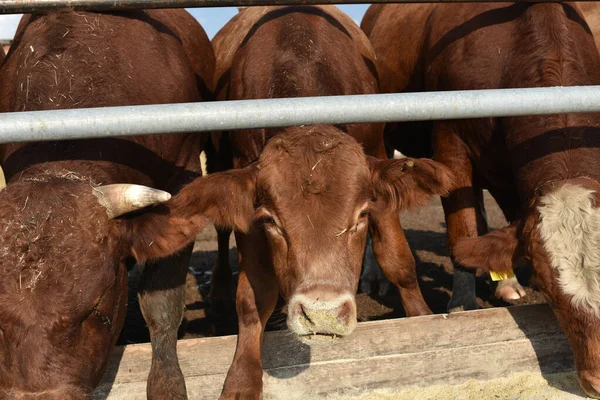 Limousine bulls on a farm. Limousine bulls spend time on the farm. Bulls eat and stand in the pen.