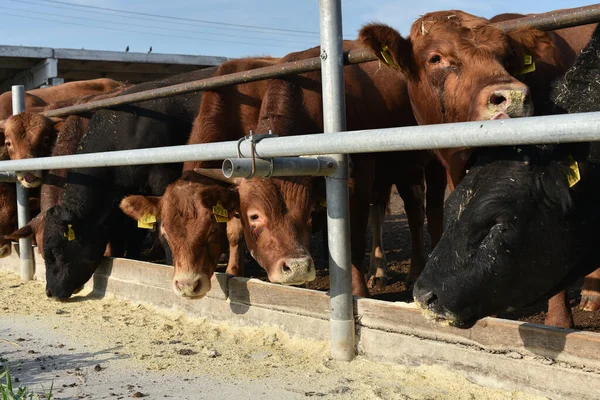 Limousine bulls on a farm. Limousine bulls spend time on the farm. Bulls eat and stand in the pen.