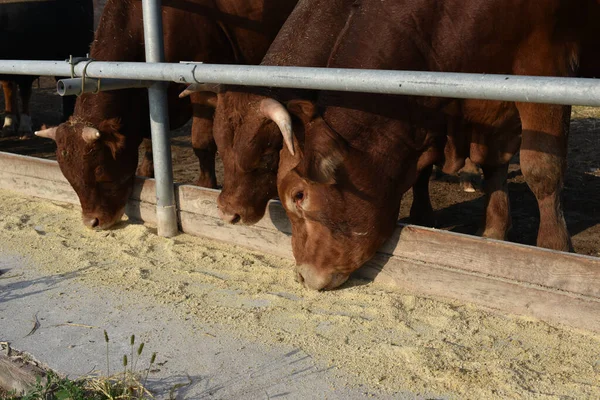 Limousine bulls on a farm. Limousine bulls spend time on the farm. Bulls eat and stand in the pen.