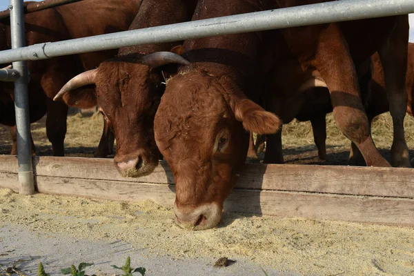 Limousine bulls on a farm. Limousine bulls spend time on the farm. Bulls eat and stand in the pen.