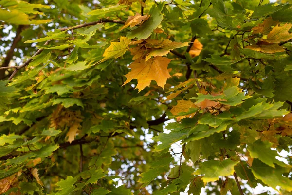 Folhas amarelas de tília contra o céu e a luz de fundo. Fundo de outono de folhas de uma tília . — Fotografia de Stock