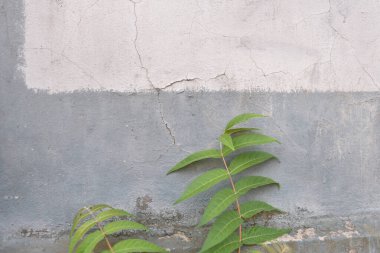 Ağaç dalı ve yaprak Beyaz beton duvarda gölgeli