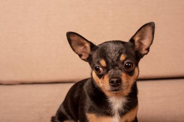 Mini siyah bej bej beyaz chihuahua gri koltukta. Siyah kahverengi beyaz chihuahua