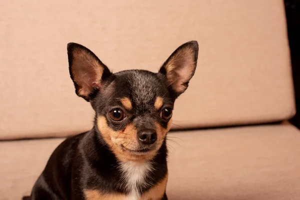 Mini chihuahua branco bege preto no sofá cinza. preto marrom branco chihuahua — Fotografia de Stock