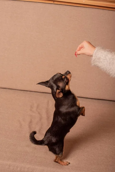 Minifarget beige, hvit chihuahua på grå sofa. svart-brun, hvit chihuahua – stockfoto