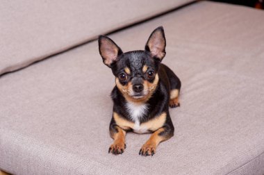 Mini siyah bej bej beyaz chihuahua gri koltukta. Siyah kahverengi beyaz chihuahua