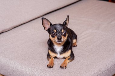 Mini siyah bej bej beyaz chihuahua gri koltukta. Siyah kahverengi beyaz chihuahua