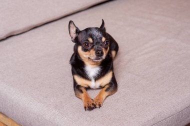 Mini siyah bej bej beyaz chihuahua gri koltukta. Siyah kahverengi beyaz chihuahua