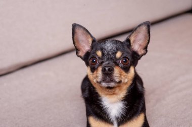 Mini siyah bej bej beyaz chihuahua gri koltukta. Siyah kahverengi beyaz chihuahua