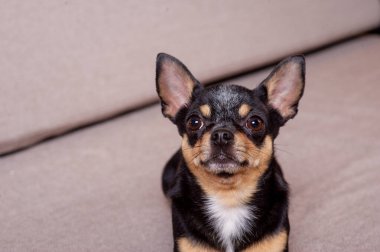 Mini siyah bej bej beyaz chihuahua gri koltukta. Siyah kahverengi beyaz chihuahua