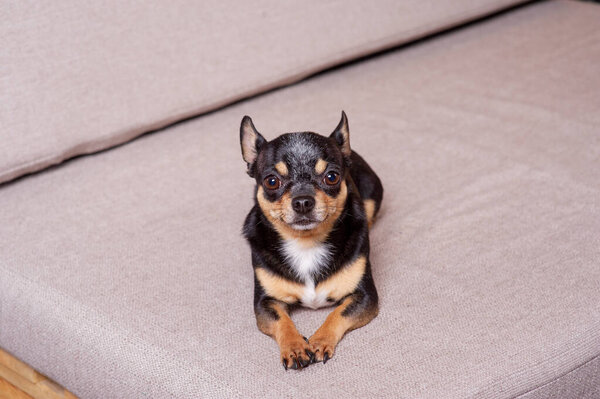 Mini black beige white chihuahua on grey sofa. black brown white chihuahua