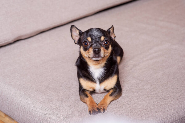 Mini black beige white chihuahua on grey sofa. black brown white chihuahua