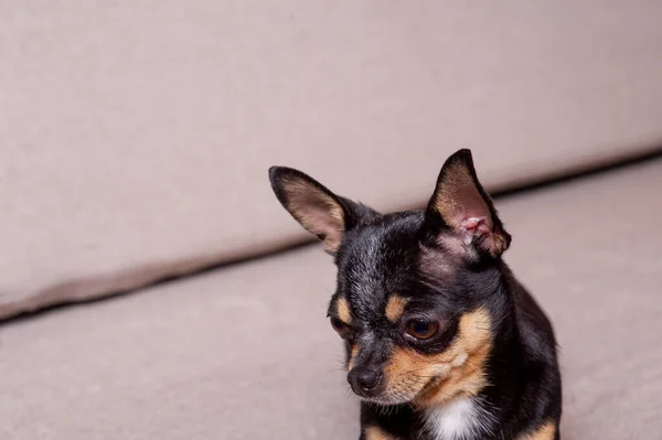 Mini schwarz beige weißer Chihuahua auf grauem Sofa. schwarz braun weißer Chihuahua — Stockfoto