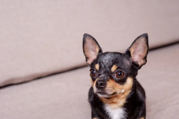 Mini schwarz beige weißer Chihuahua auf grauem Sofa. schwarz braun weißer Chihuahua — Stockfoto