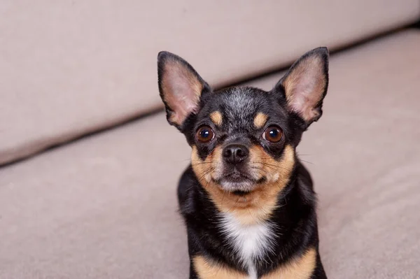 Mini siyah bej bej beyaz chihuahua gri koltukta. Siyah kahverengi beyaz chihuahua — Stok fotoğraf