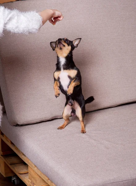 Minifarget beige, hvit chihuahua på grå sofa. svart-brun, hvit chihuahua – stockfoto