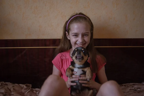 Enfant fille joue avec petit chien chihuahua poilu noir doggy — Photo