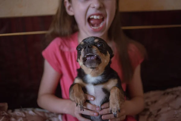 Kind meisje speelt met kleine hond zwart harige chihuahua hondje — Stockfoto